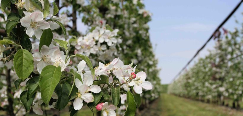 Giornata mondiale delle Api in Emilia-Romagna