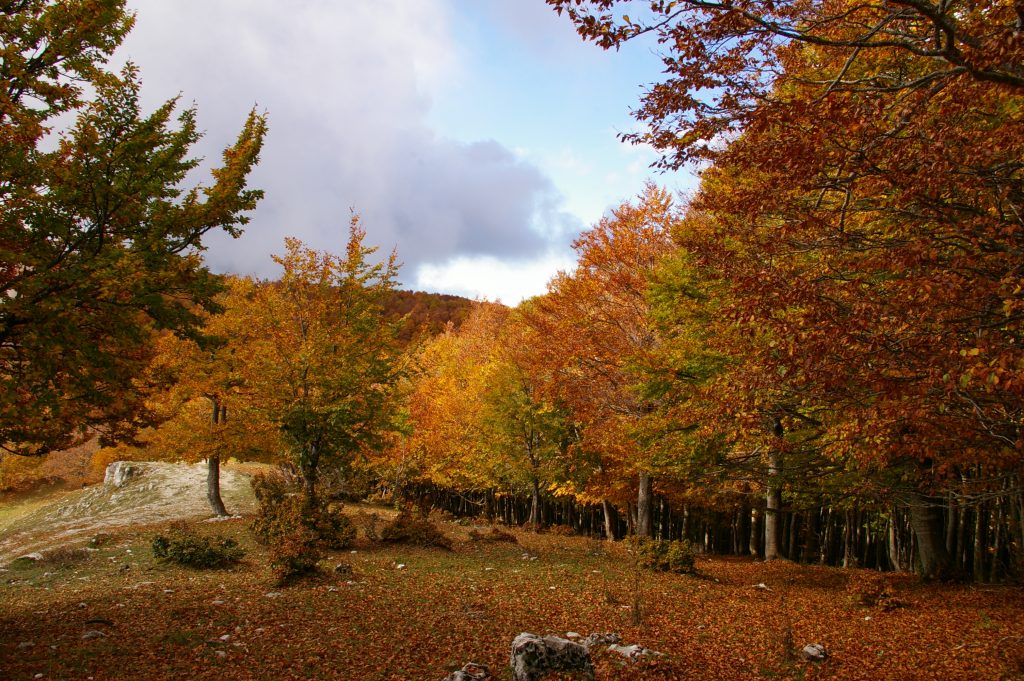 Foliage a Monte Livata nei Monti Simbruini