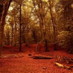 Foliage vicino Roma: 7 luoghi nel Lazio per una gita d’autunno