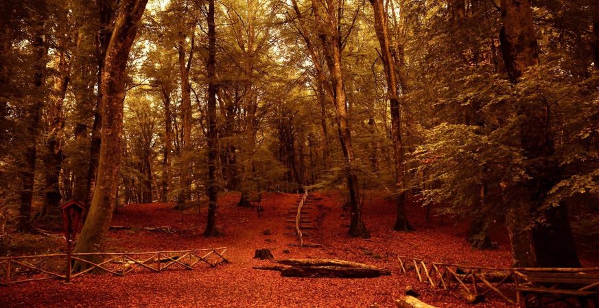 Foliage nella Faggeta del Monte Cimino nel Lazio