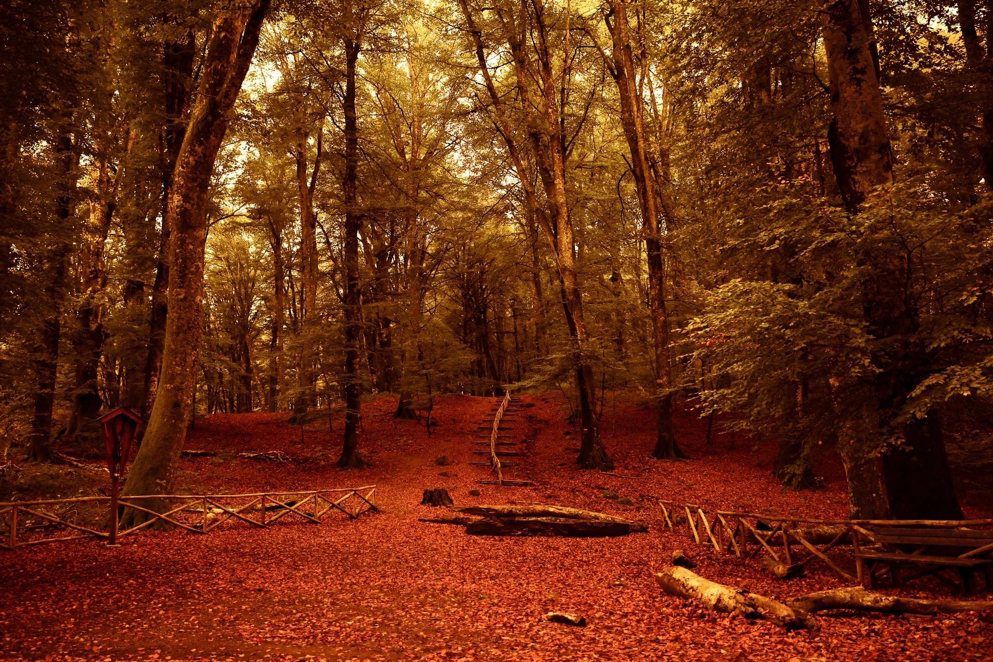 Foliage nella Faggeta del Monte Cimino nel Lazio